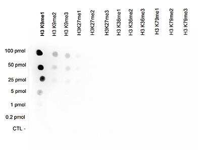 Dot Blot: Histone H3 [Methyl Lys9] Antibody [NBP2-59156] - A Dot Blot analysis was performed to test the cross reactivity of the antibody against H3K9me1 with peptides containing other modifications of histone H3. Other histone modifications include di- and trimethylation of the same lysine and mono-, di- and trimethylation of lysine 27, 36 and 79. 100 to 0.2 pmol of peptide containing the respective histone modification were spotted on a membrane. The antibody was used at a dilution of 1:200,000. Figure shows a high specificity of the antibody for the modification of interest.